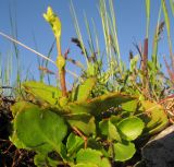 Chiastophyllum oppositifolium. Зацветающее растение. Адыгея, Кавказский биосферный заповедник, Фишт-Оштенский массив, ур. Яворова Поляна, ≈ 1600 м н.у.м., на валуне. 12.06.2016.