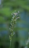 Anthoxanthum odoratum