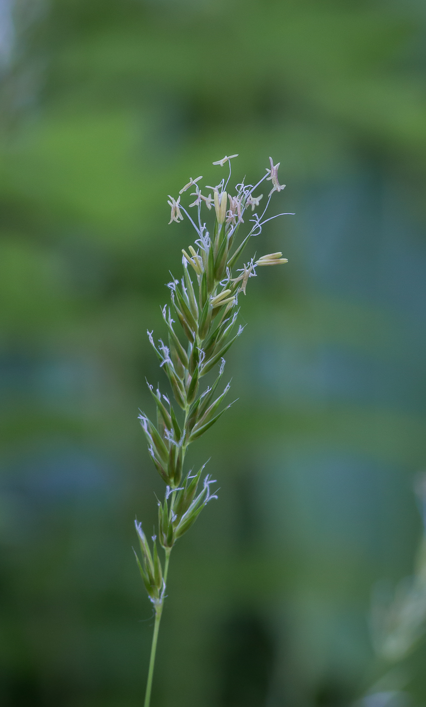 Image of Anthoxanthum odoratum specimen.