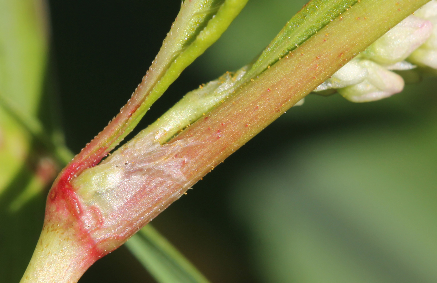 Изображение особи Persicaria lapathifolia.