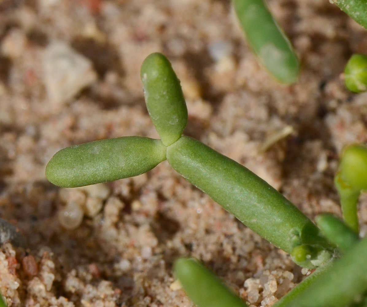 Image of Tetraena coccinea specimen.