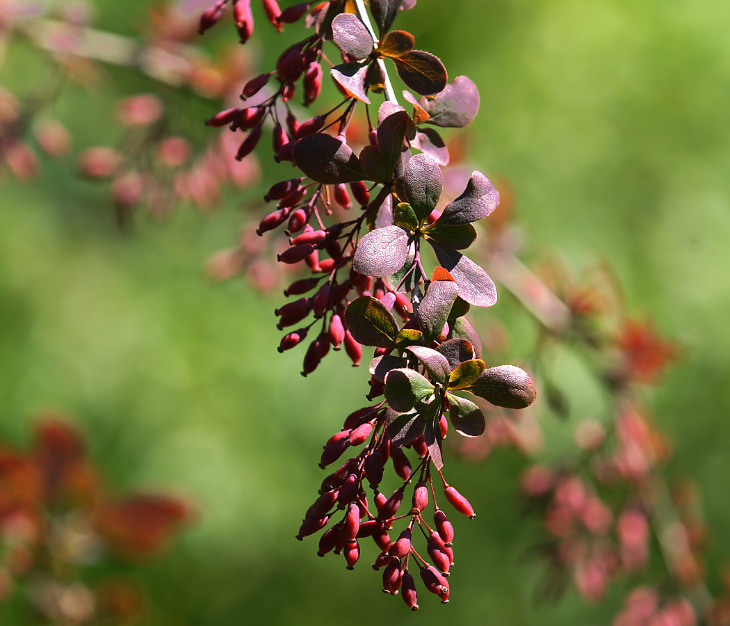 Изображение особи Berberis vulgaris f. atropurpurea.