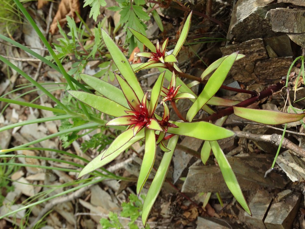 Image of Orostachys maximowiczii specimen.