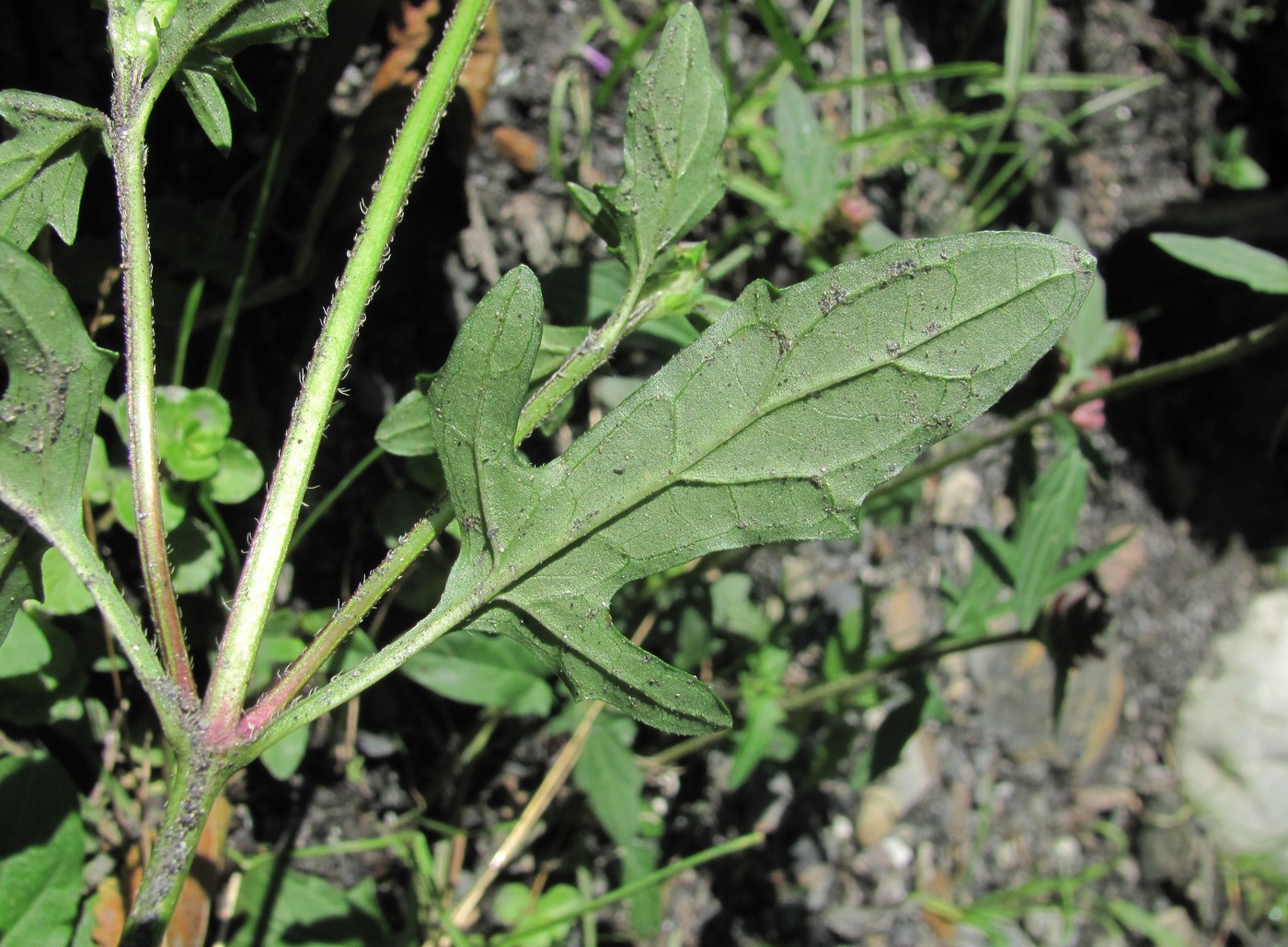 Image of Prunella gracillicaulia specimen.