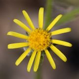 Senecio viscosus. Соцветие (вид сверху). Ленинградская обл., побережье в окр. ст. Бронка, песчаный пляж. 08.08.2009.