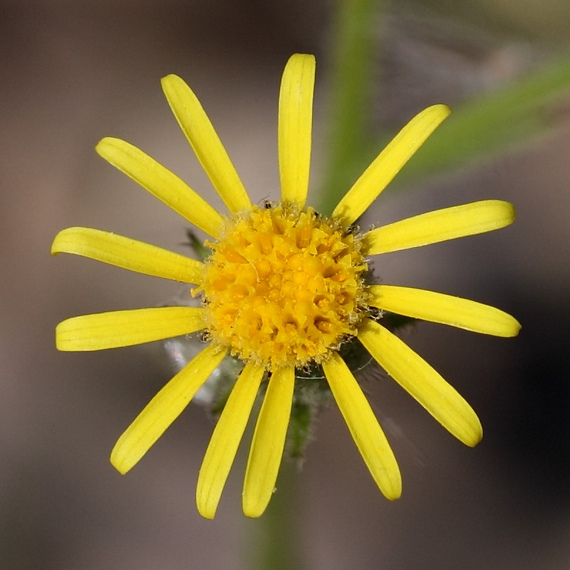 Изображение особи Senecio viscosus.