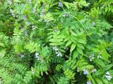 Vicia sepium