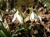 Galanthus woronowii