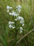 Habenaria linearifolia. Соцветие. Приморье, ЗАТО Фокино, о. Путятина, оз. Гусиное, заболоченная часть озера. 17.08.2016.