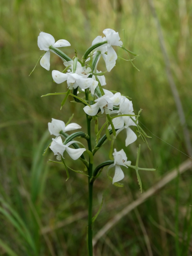 Image of Habenaria linearifolia specimen.