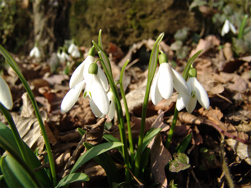 Изображение особи Galanthus woronowii.