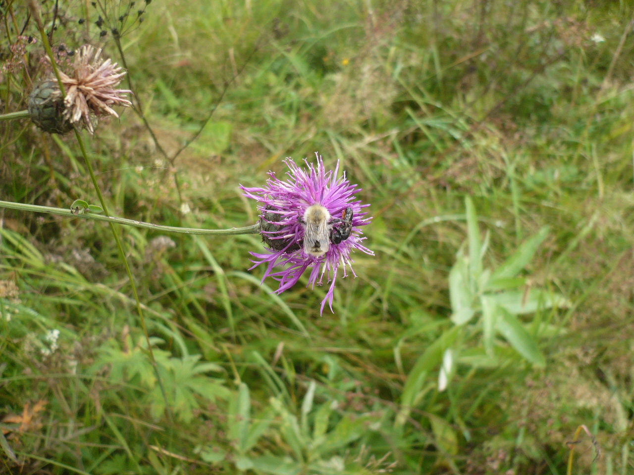 Image of Centaurea scabiosa specimen.