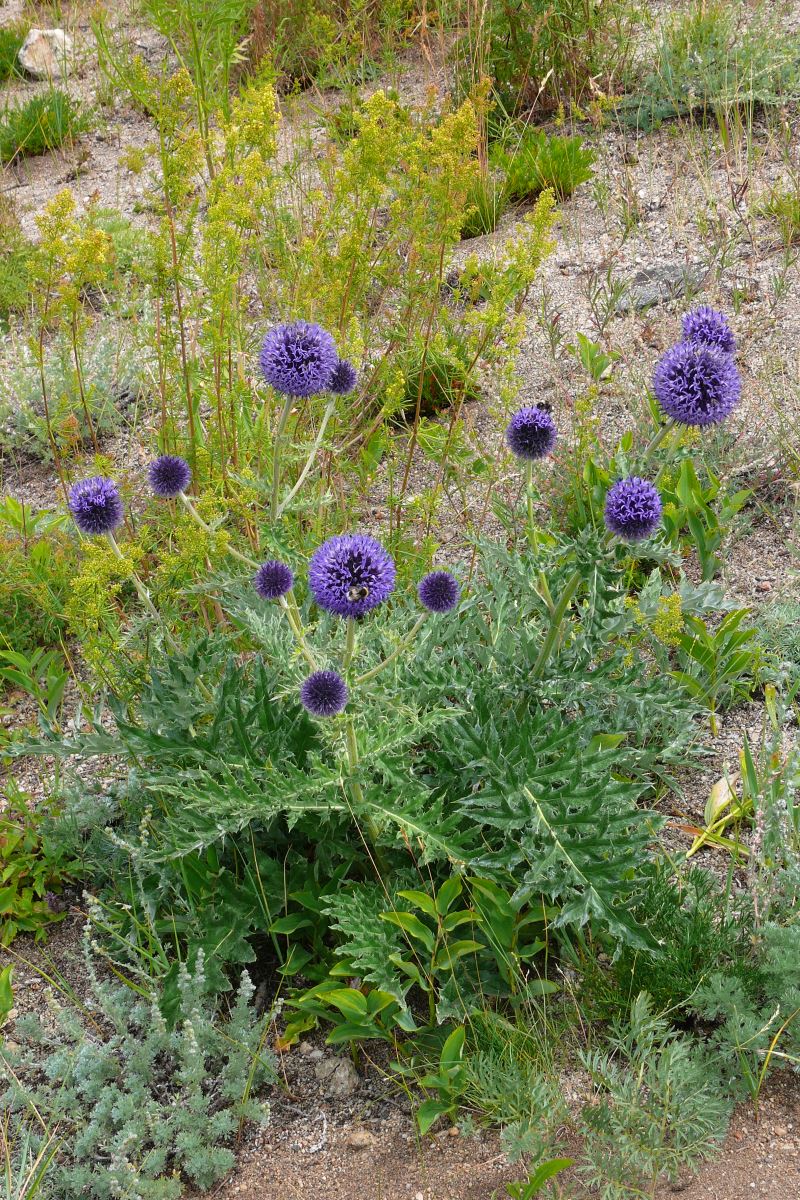 Image of Echinops davuricus specimen.