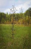 Betula pubescens