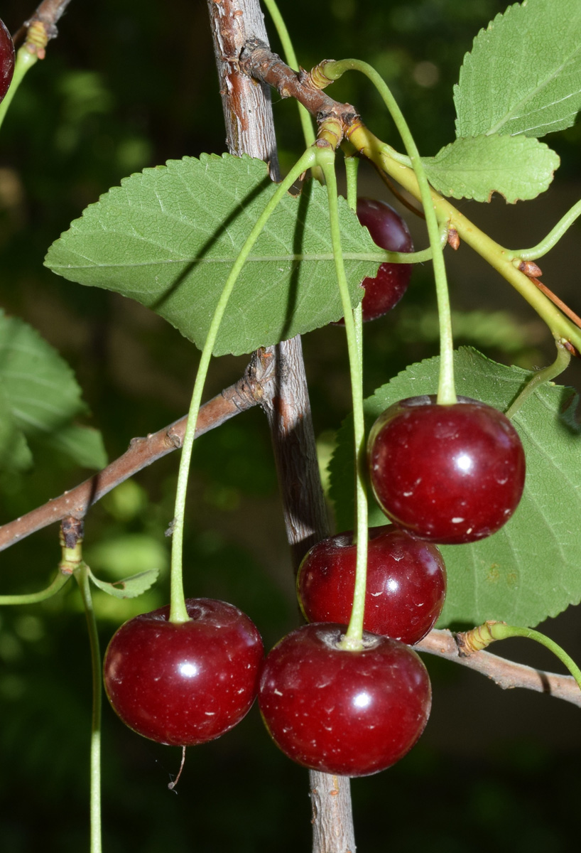 Изображение особи Cerasus vulgaris.