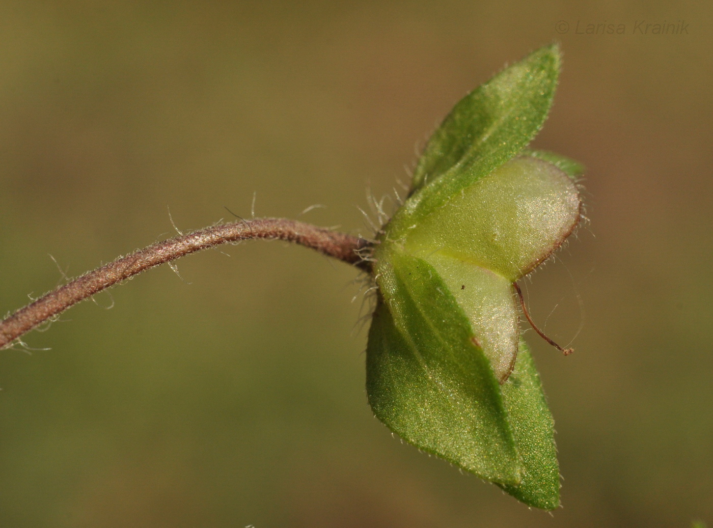 Image of Veronica persica specimen.