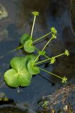 Caltha palustris