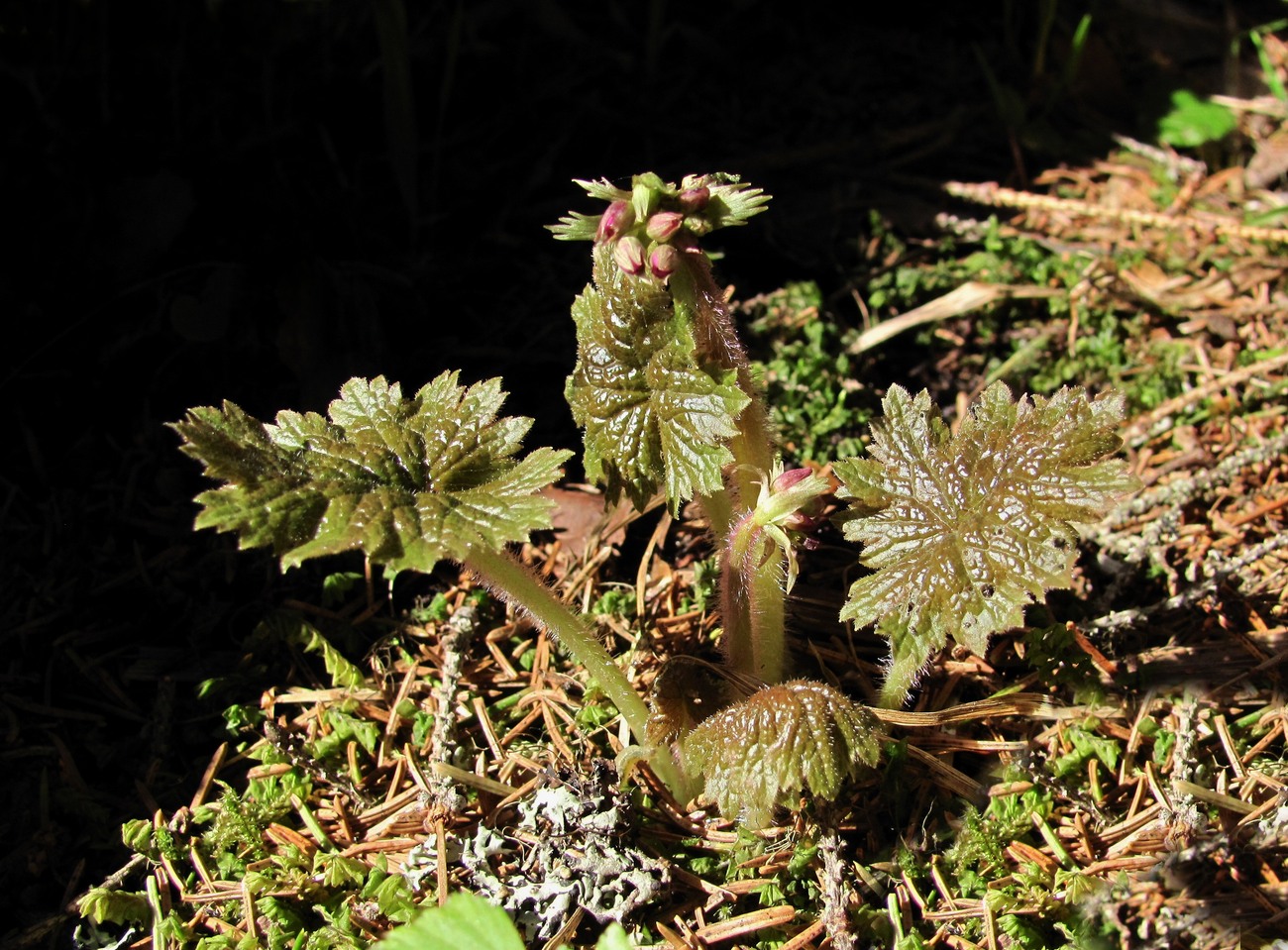 Image of Cortusa matthioli specimen.