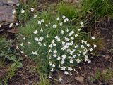 Minuartia circassica