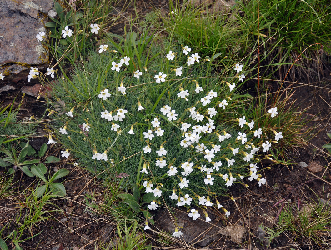 Изображение особи Minuartia circassica.