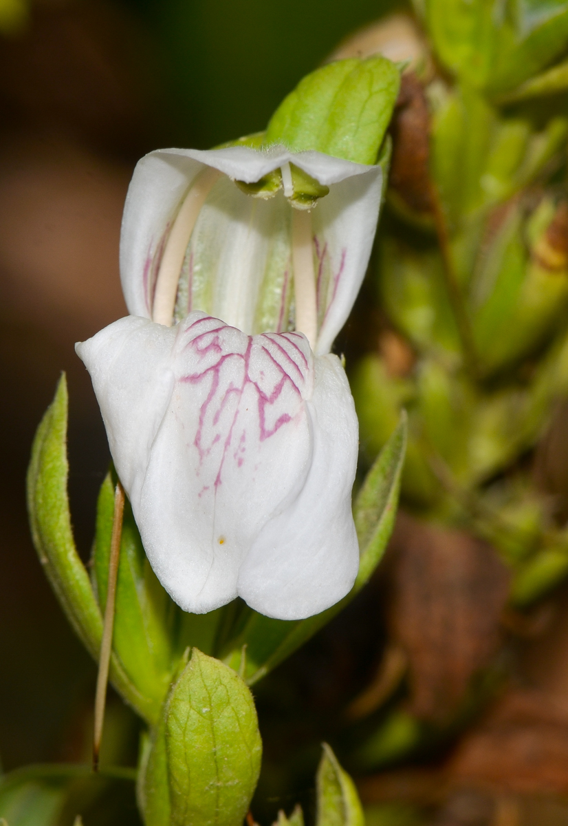 Image of Justicia adhatoda specimen.