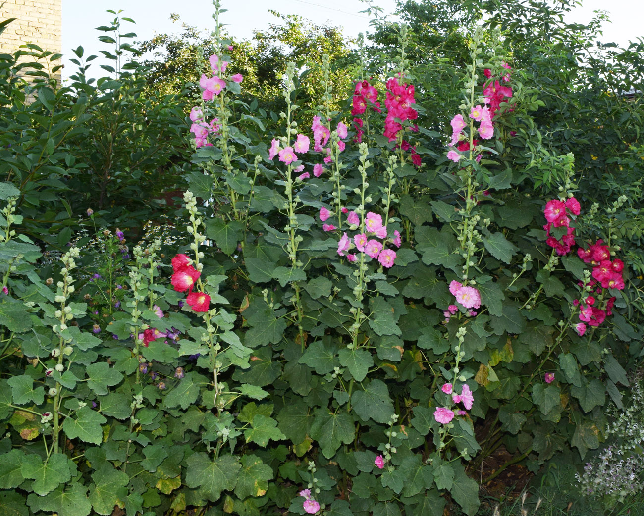 Image of Alcea rosea specimen.