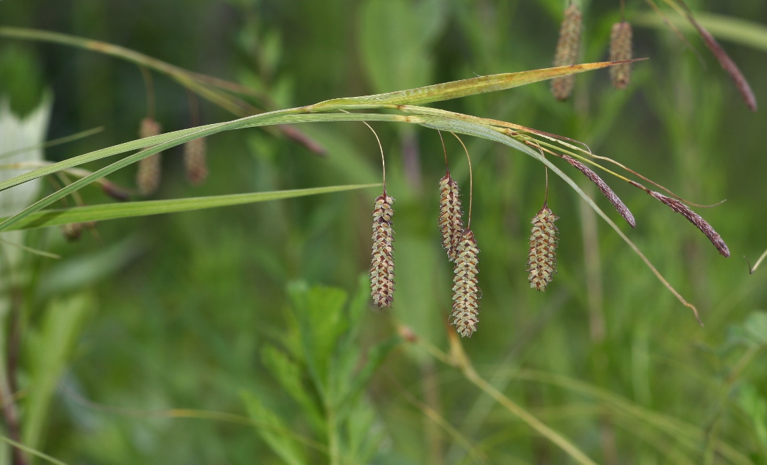 Изображение особи Carex suifunensis.