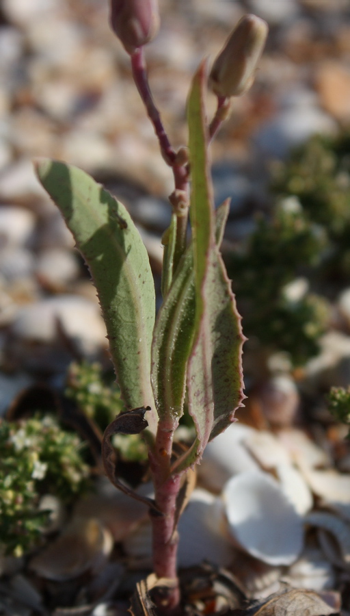 Image of Lactuca tatarica specimen.