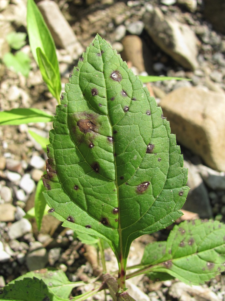 Изображение особи Scrophularia nodosa.