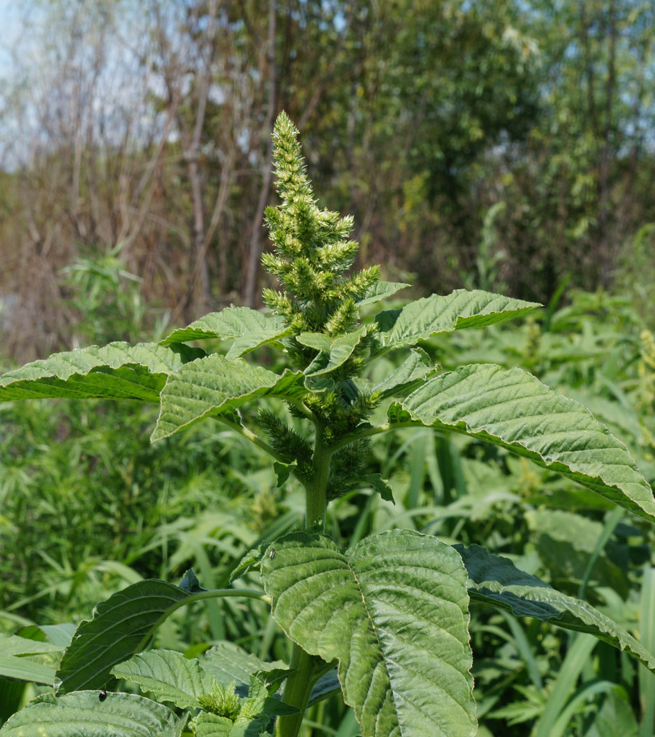 Image of Amaranthus retroflexus specimen.