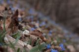 Galanthus angustifolius