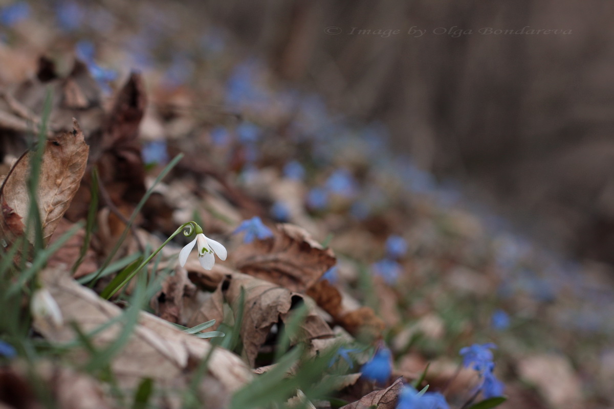 Изображение особи Galanthus angustifolius.