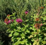 Monarda didyma