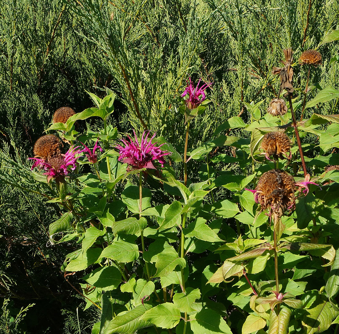 Изображение особи Monarda didyma.