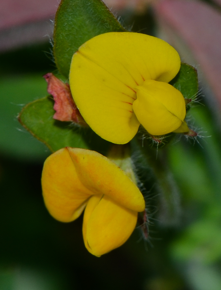 Изображение особи Lotus palustris.