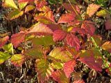 Rubus arcticus