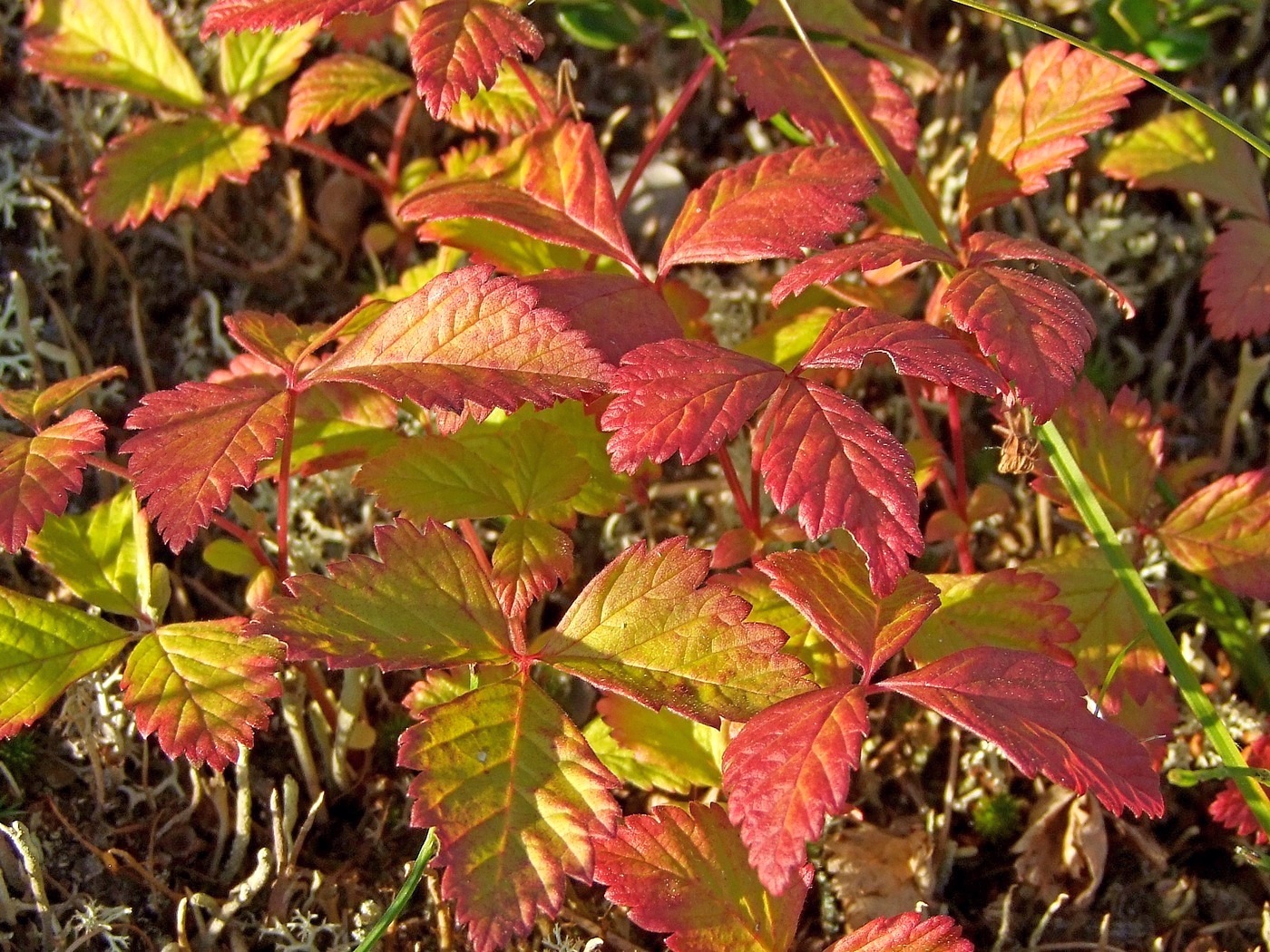 Image of Rubus arcticus specimen.