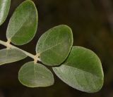 Sophora tomentosa