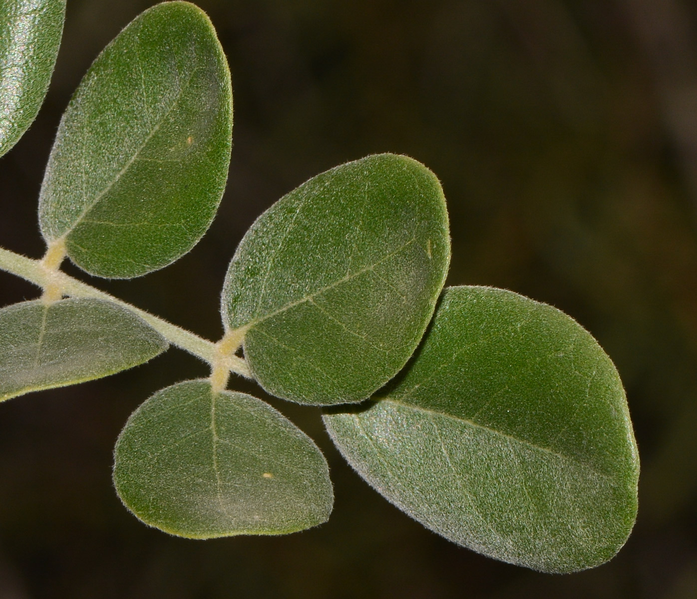 Изображение особи Sophora tomentosa.