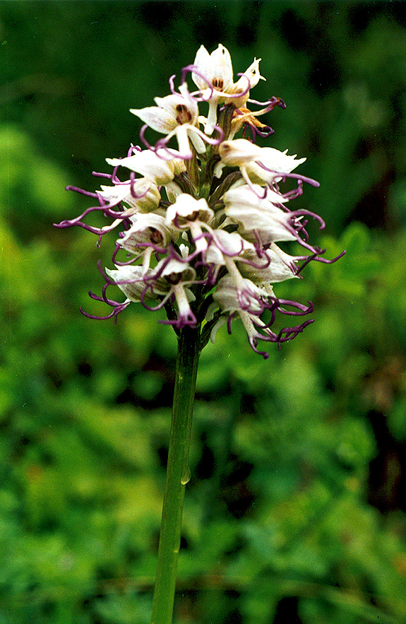 Изображение особи Orchis simia.