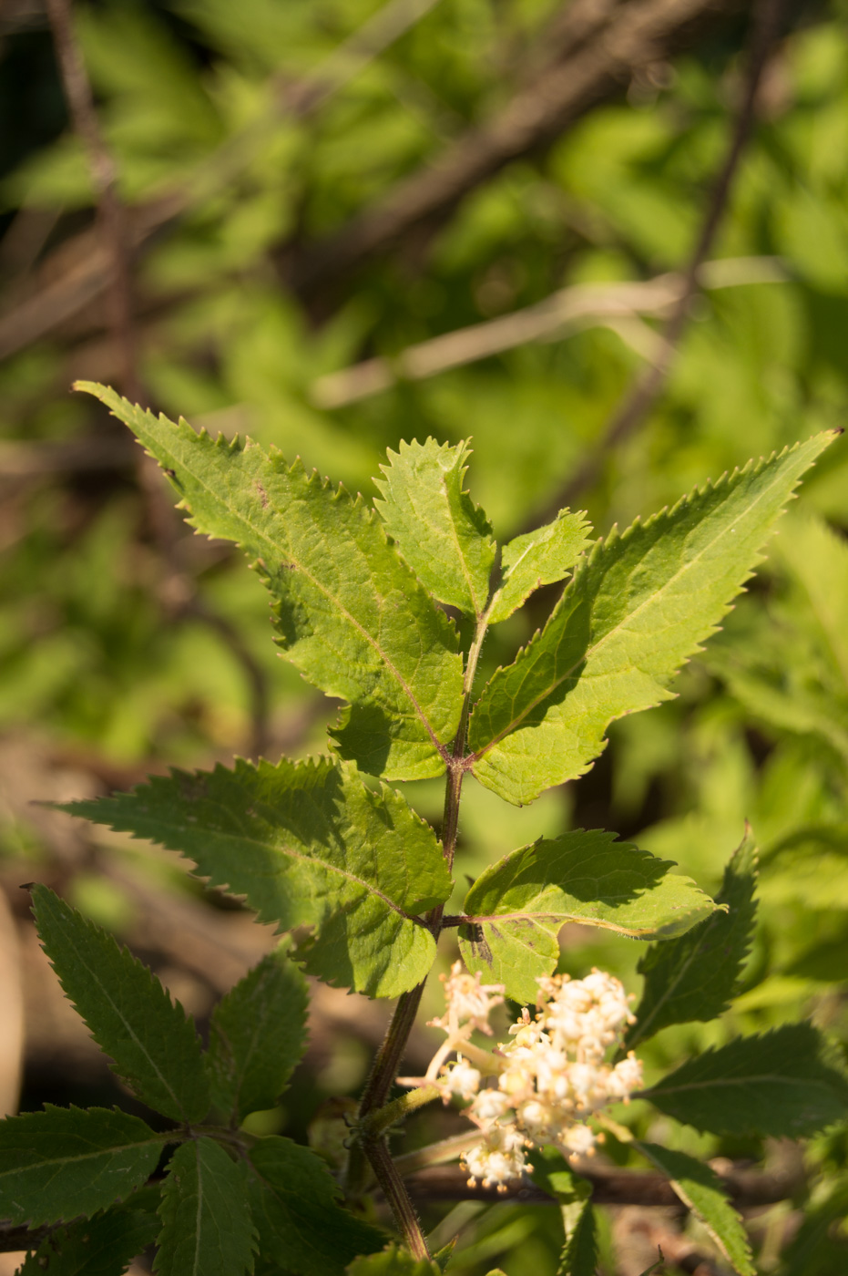 Изображение особи Sambucus racemosa.