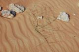 class Magnoliopsida