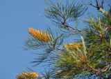 genus Grevillea. Верхушки побегов с соцветиями. Австралия, г. Брисбен, обочина дороги. 03.08.2013.
