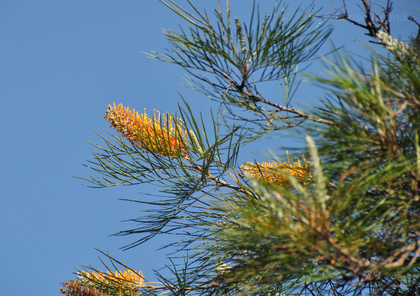 Изображение особи род Grevillea.