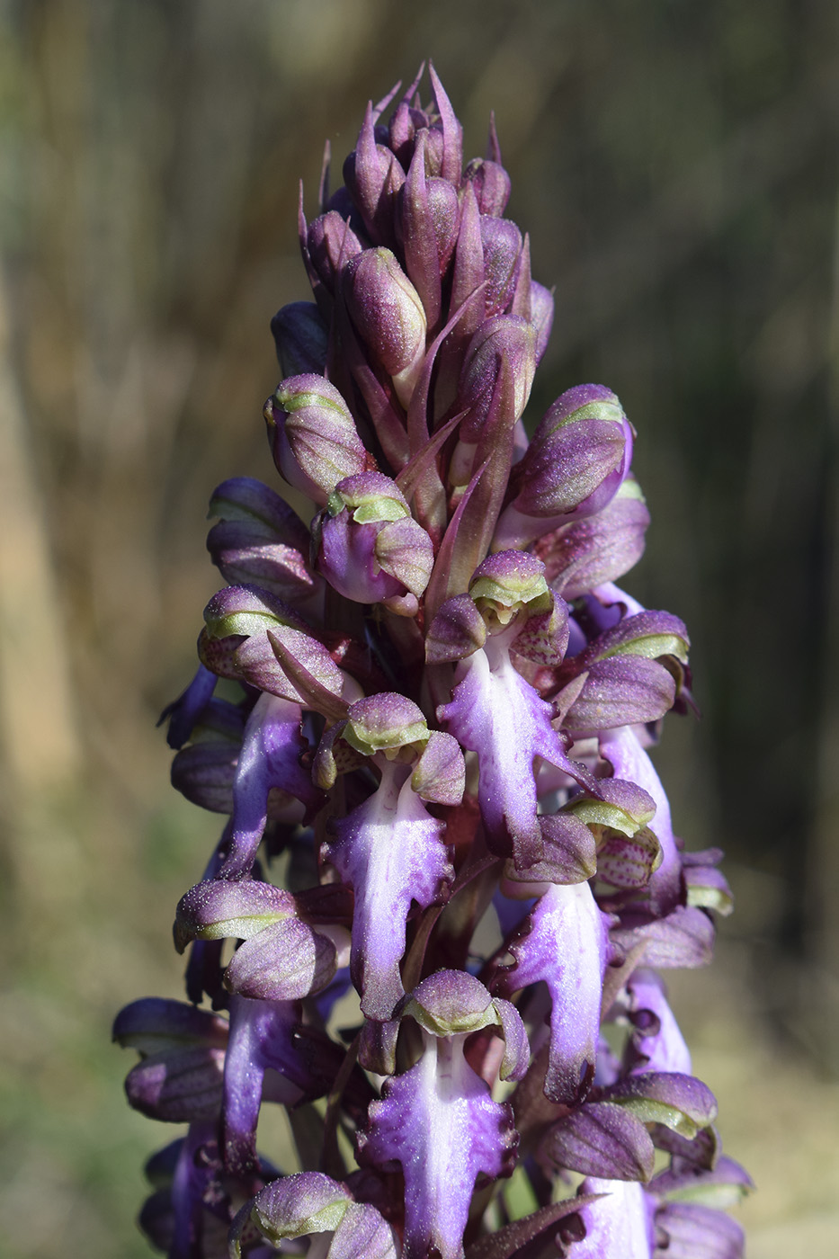 Image of Himantoglossum robertianum specimen.