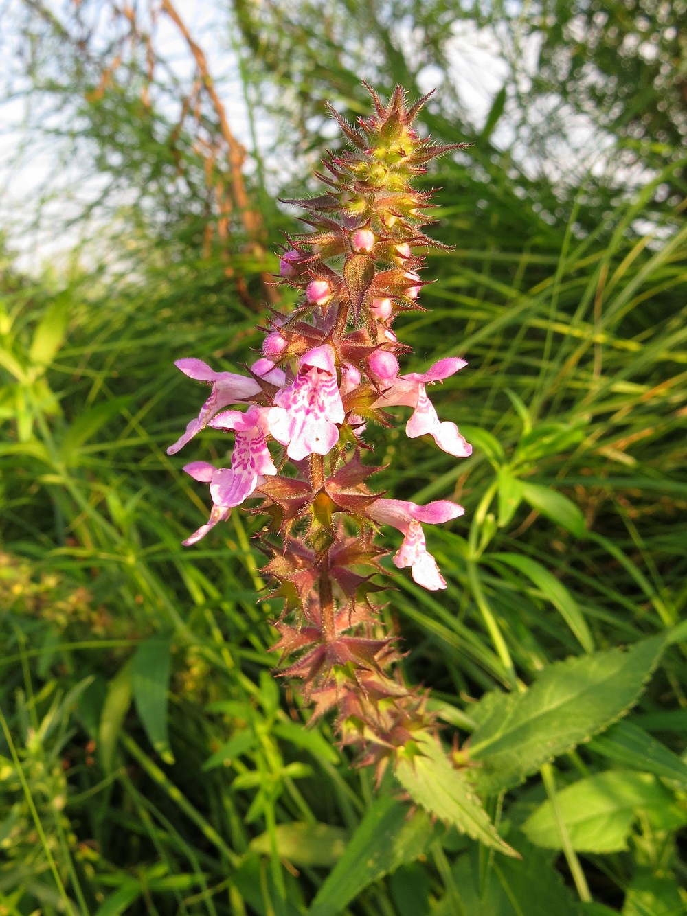 Изображение особи Stachys palustris.