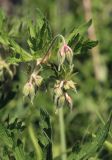 Geranium pratense. Верхушка побега с бутонами. Костромская обл., окр. г. Кострома, долина р. Солонка. 15.06.2016.