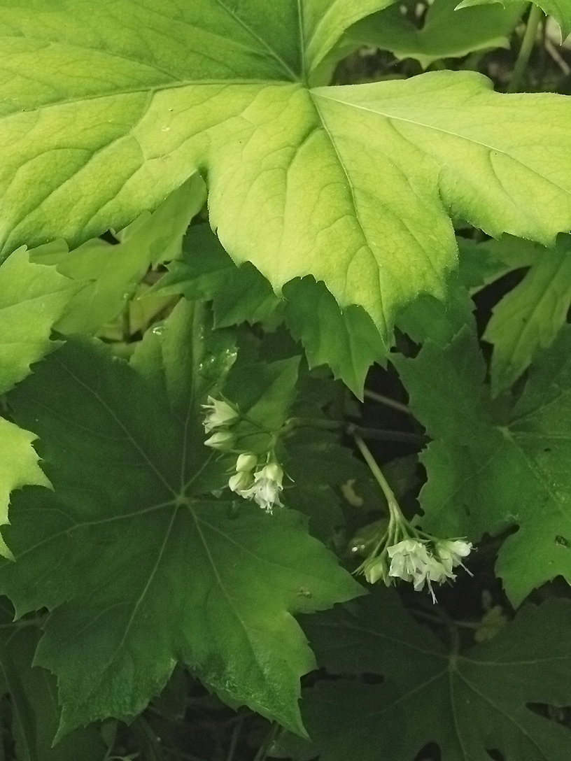 Image of Hydrophyllum canadense specimen.