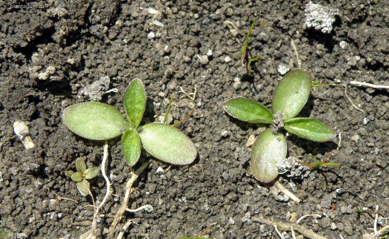 Image of Dipsacus laciniatus specimen.