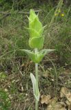 Sideritis euxina